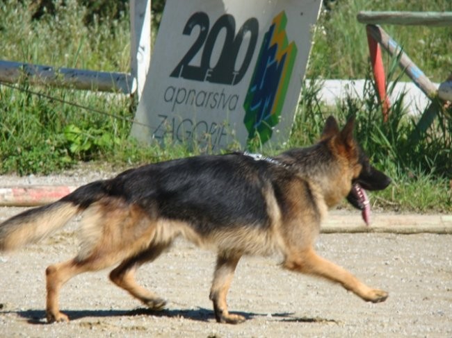 GSD Pax Von Athaba - foto povečava