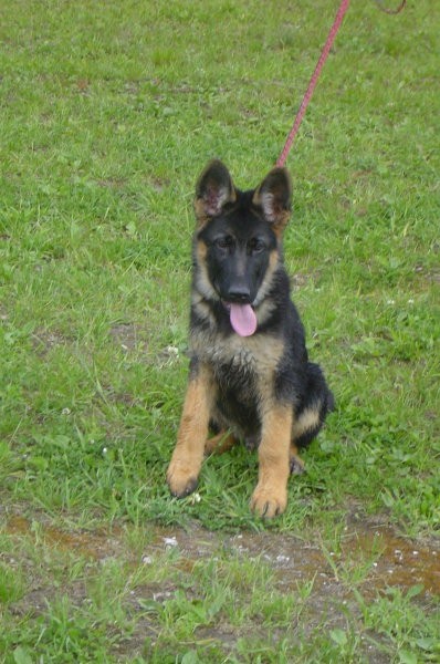 GSD Pax Von Athaba - foto