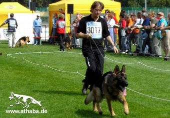 GSD Pax Von Athaba - foto povečava