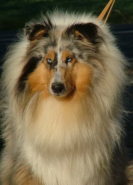 Collies  - foto povečava