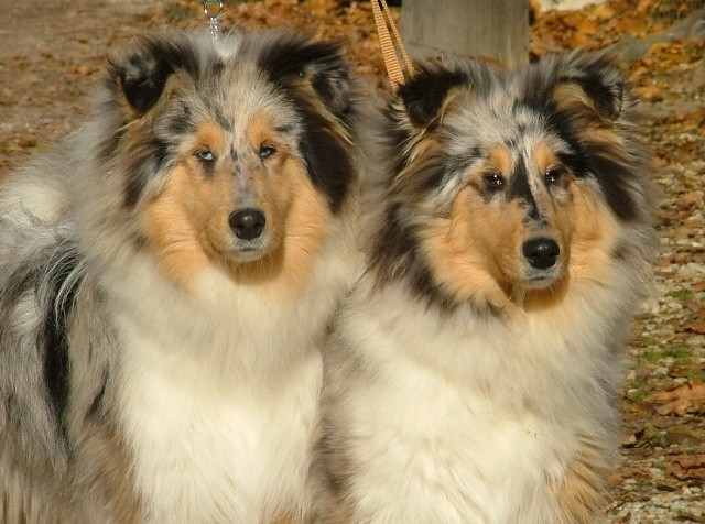 Collies  - foto povečava