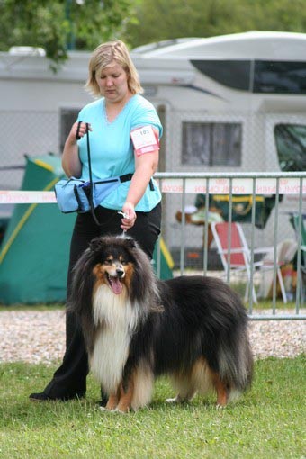 Collies  - foto povečava