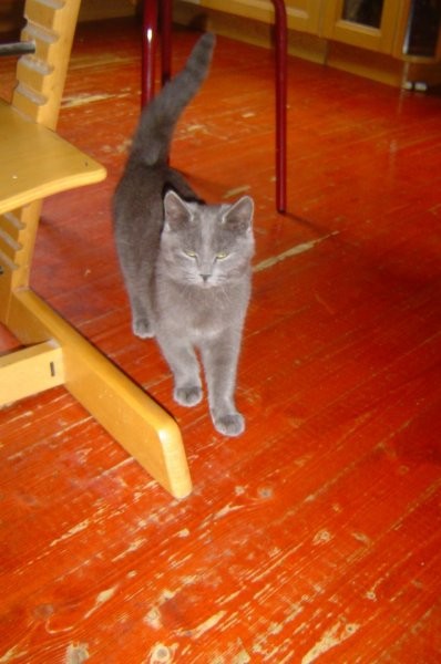 Our Cats - foto