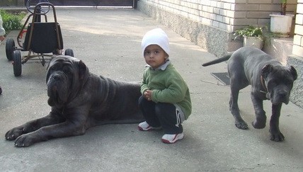 Mastino Napoletano i ostali... - foto povečava