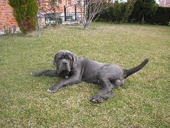 Mastino Napoletano i ostali... - foto