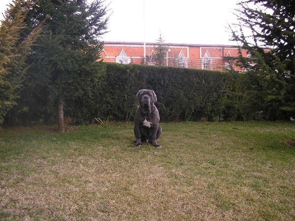 Mastino Napoletano i ostali... - foto povečava