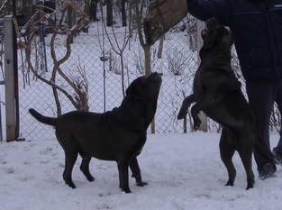 Mastino Napoletano i ostali... - foto povečava