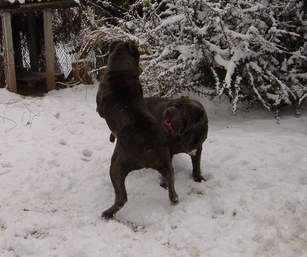 Mastino Napoletano i ostali... - foto povečava