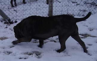 Mastino Napoletano i ostali... - foto povečava