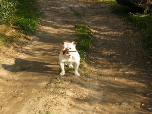 Mastino Napoletano i ostali... - foto