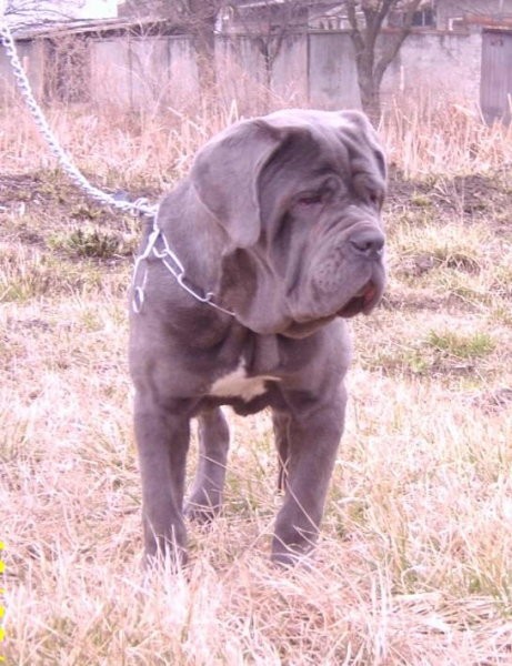 Mastino Napoletano i ostali... - foto povečava