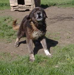 Mastino Napoletano i ostali... - foto povečava