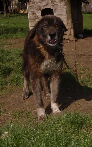 Mastino Napoletano i ostali... - foto