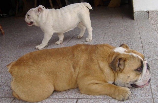 Mastino Napoletano i ostali... - foto