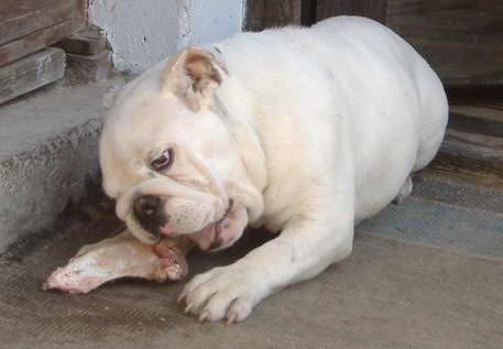 Mastino Napoletano i ostali... - foto