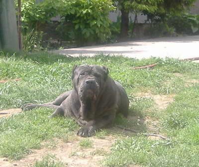 Mastino Napoletano i ostali... - foto povečava