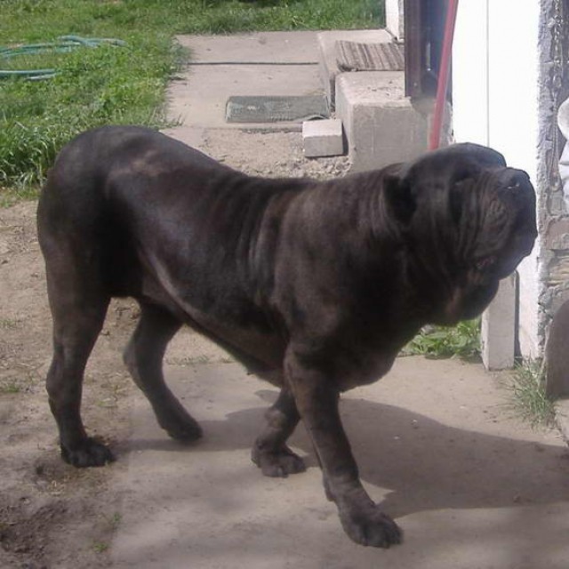 Mastino Napoletano i ostali... - foto