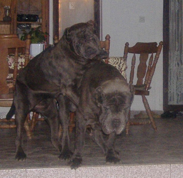 Mastino Napoletano i ostali... - foto povečava