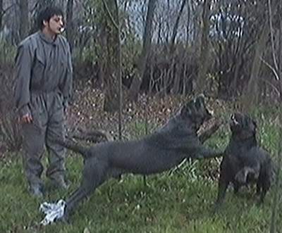 Mastino Napoletano i ostali... - foto povečava