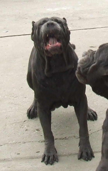 Mastino Napoletano i ostali... - foto povečava