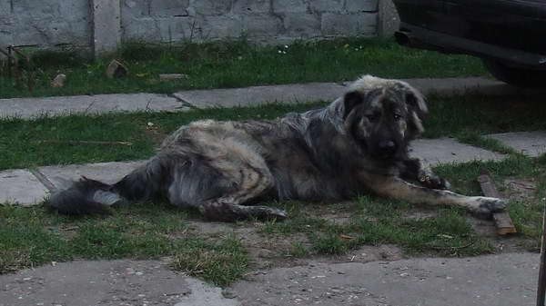 Mastino Napoletano i ostali... - foto povečava