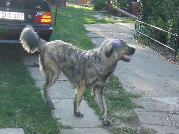 Mastino Napoletano i ostali... - foto povečava