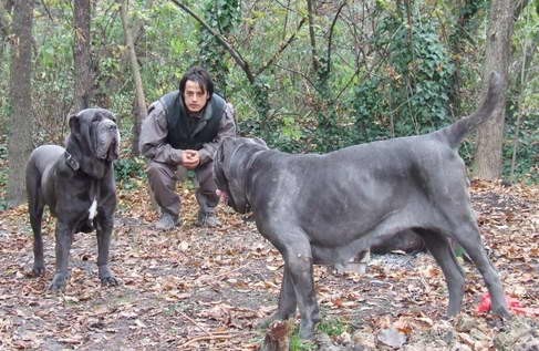 Mastino Napoletano i ostali... - foto povečava