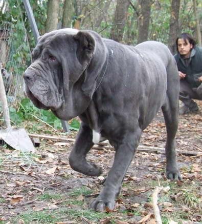 Mastino Napoletano i ostali... - foto povečava