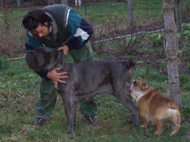 Mastino Napoletano i ostali... - foto