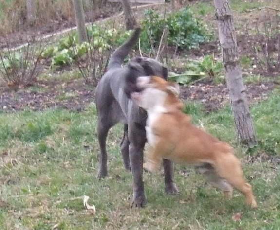 Mastino Napoletano i ostali... - foto povečava