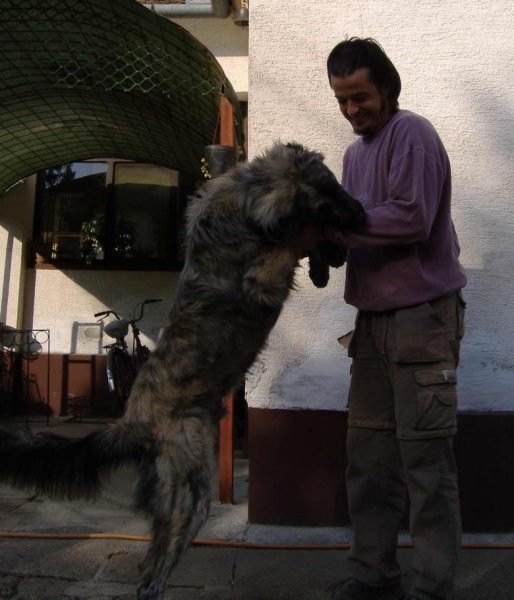 Mastino Napoletano i ostali... - foto povečava