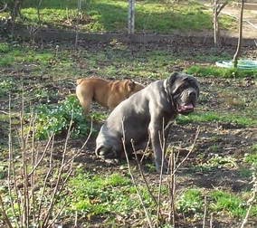 Mastino Napoletano i ostali... - foto povečava