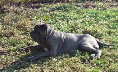 Mastino Napoletano i ostali... - foto povečava