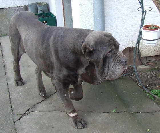 Mastino Napoletano i ostali... - foto povečava