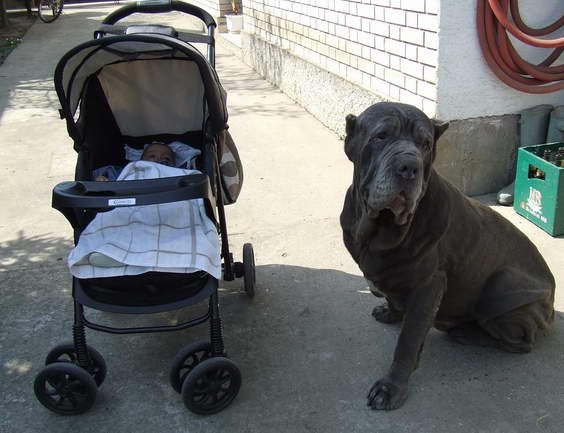 Mastino Napoletano i ostali... - foto povečava