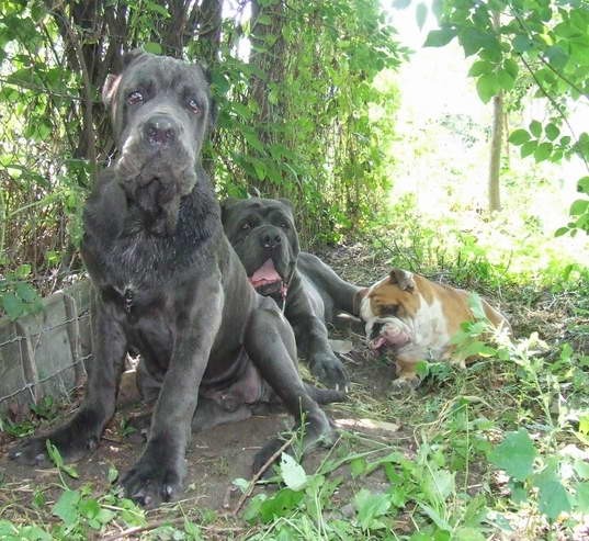 Mastino Napoletano i ostali... - foto povečava