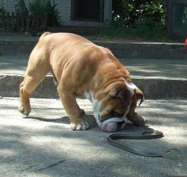 Mastino Napoletano i ostali... - foto povečava