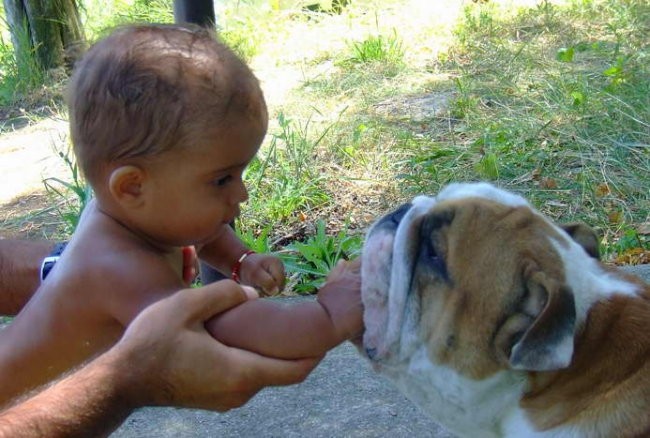 Mastino Napoletano i ostali... - foto povečava