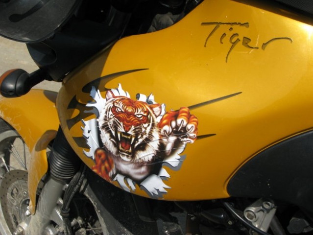 Moj tigr - foto