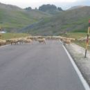 Na Balkanu so povsod ovce na cesti...