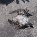 Dead bird...