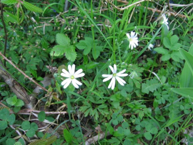 Narava - foto povečava