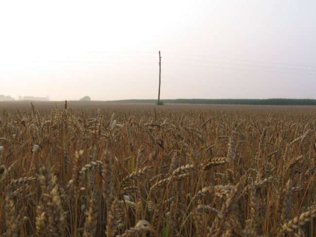 Narava - foto povečava