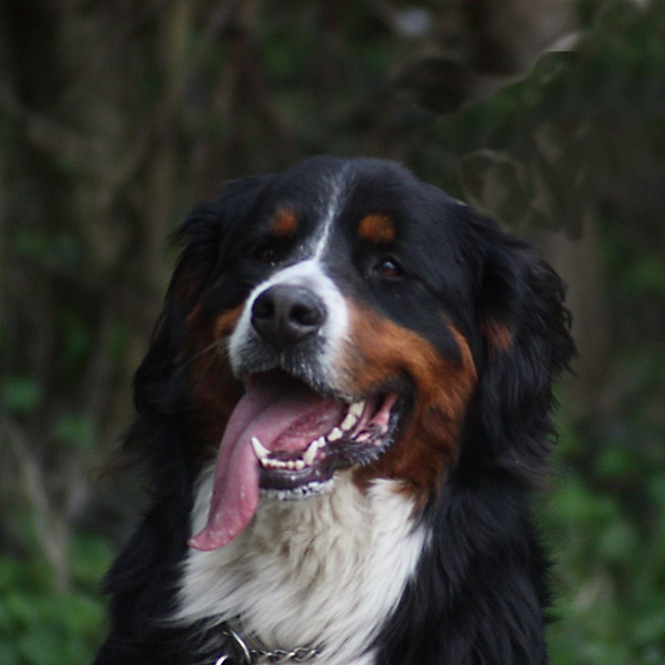 Tera - foto povečava