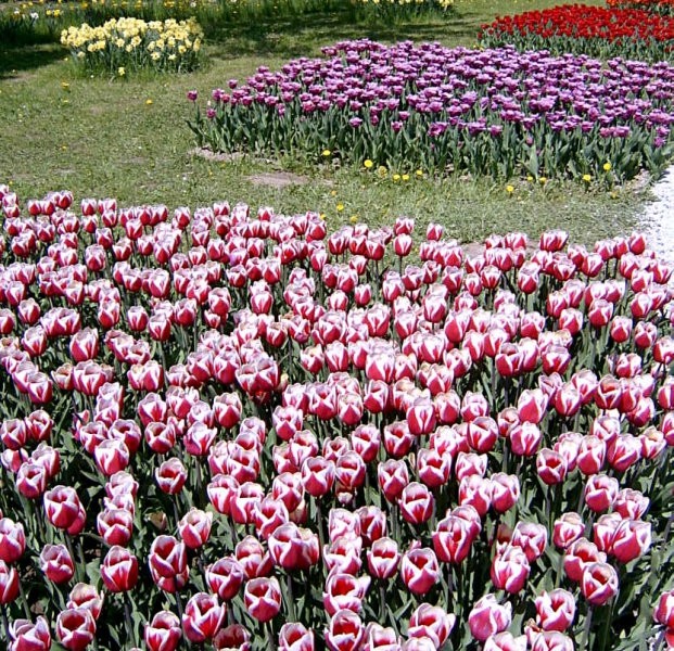 Arboretum 2005  - foto