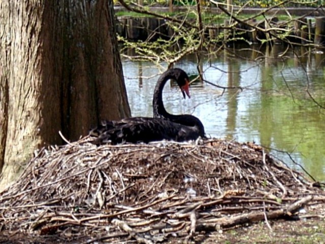 Arboretum 2005  - foto