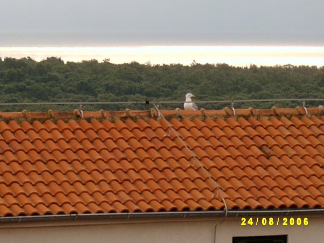 DUGA UVALA - foto povečava