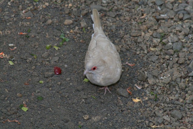 DUNAJ - PARK SCHÖNBRUNN - foto