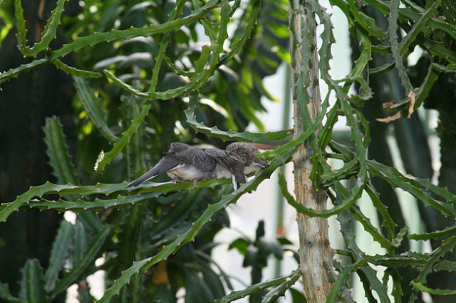 DUNAJ - PARK SCHÖNBRUNN - foto