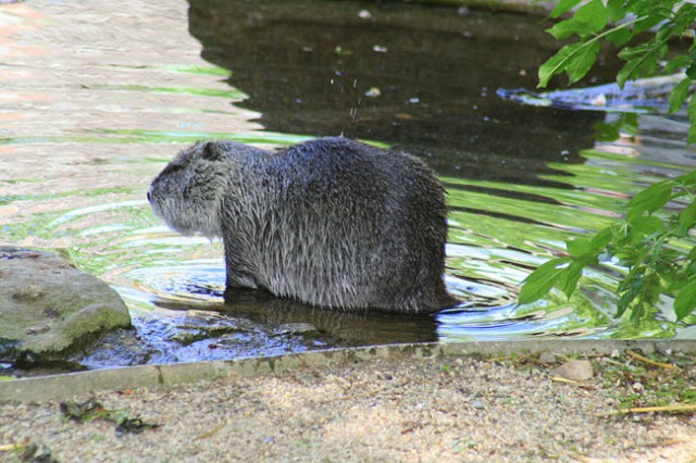 DUNAJ - PARK SCHÖNBRUNN - foto